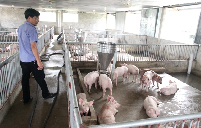 Lợn giống bị tiêu hủy do dịch tả châu Phi được hỗ trợ bằng 1,8 lần giá thị trường - Ảnh 1