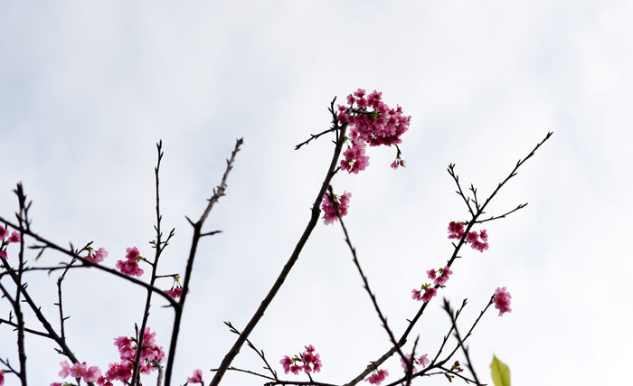 Ngắm hoa anh đào bung nở rực rỡ, khoe sắc giữa Thủ đô Hà Nội - Ảnh 11