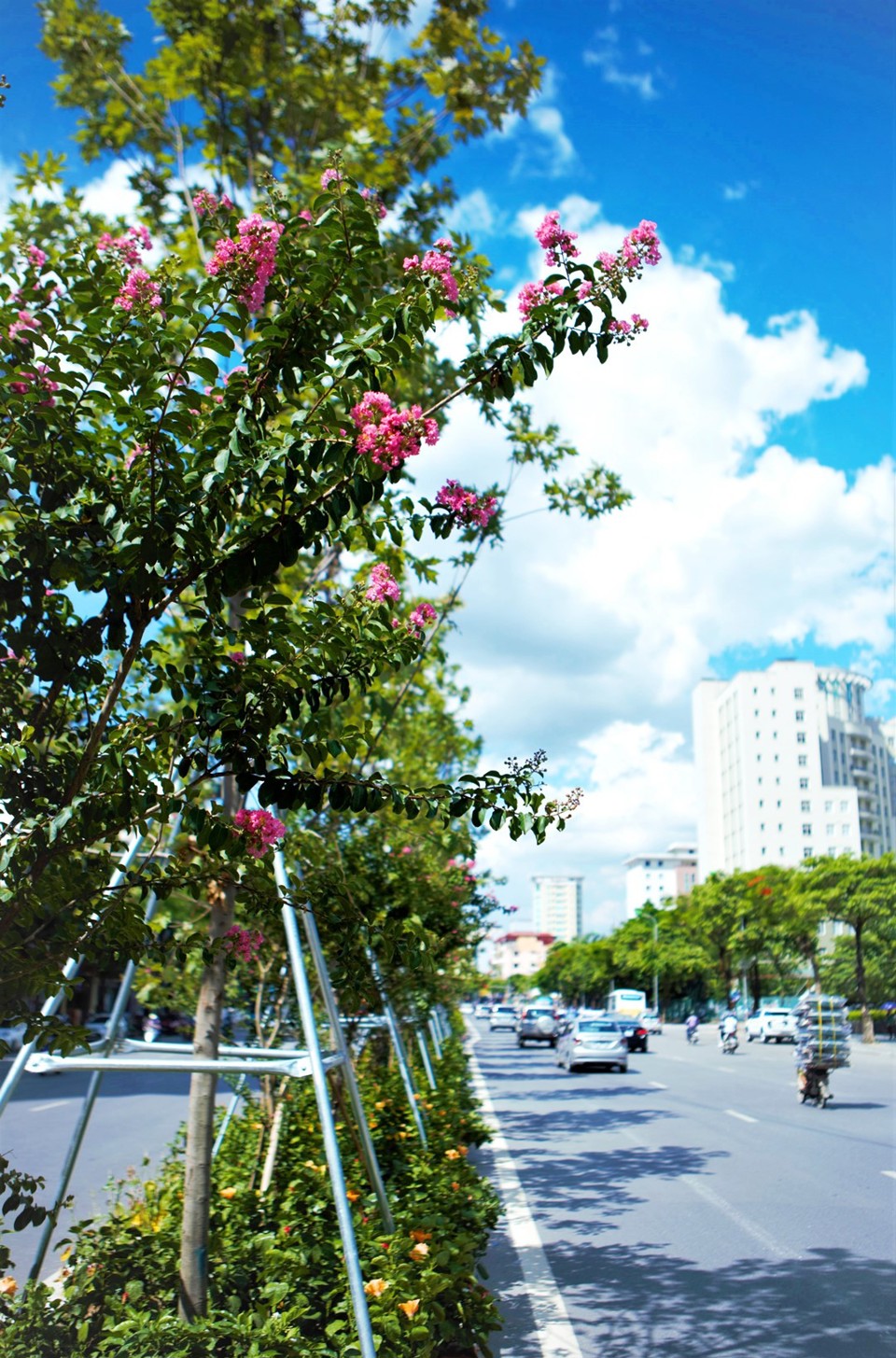 Chiêm ngưỡng hàng tường vi hồng lãng mạn bên tán phong xanh trên phố Hà Nội - Ảnh 12