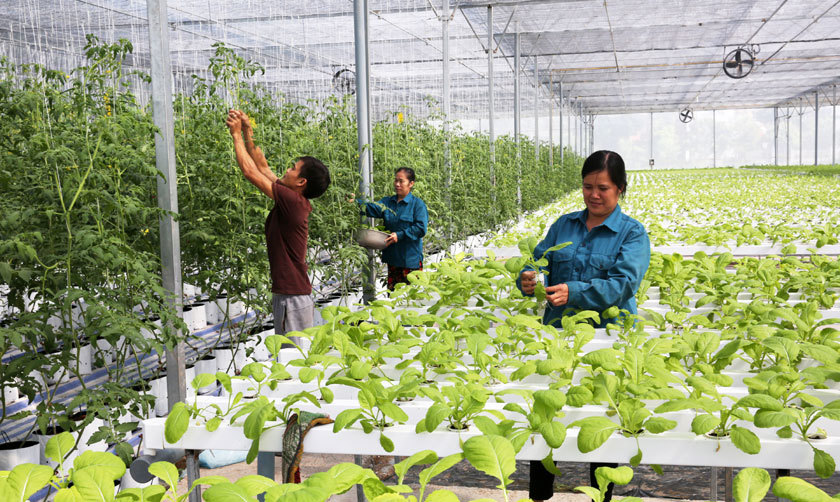 Những tiềm năng và cơ hội từ nông nghiệp Việt Nam - Ảnh 2