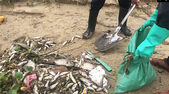 Cá chết nổi trắng kênh Phú Lộc ở Đà Nẵng - Ảnh 3