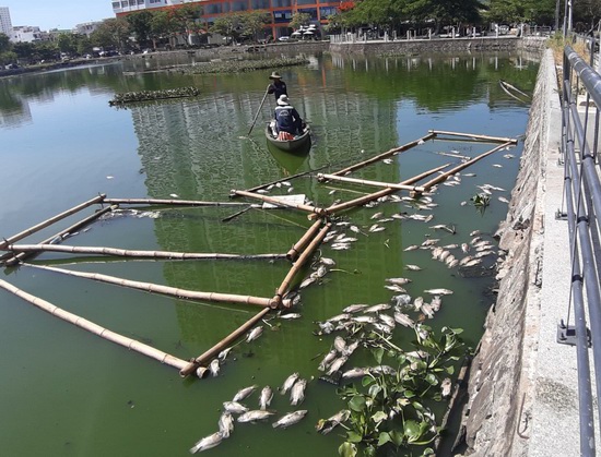 Cá chết nổi trắng hồ ở trung tâm TP Đà Nẵng do nắng nóng kéo dài? - Ảnh 2