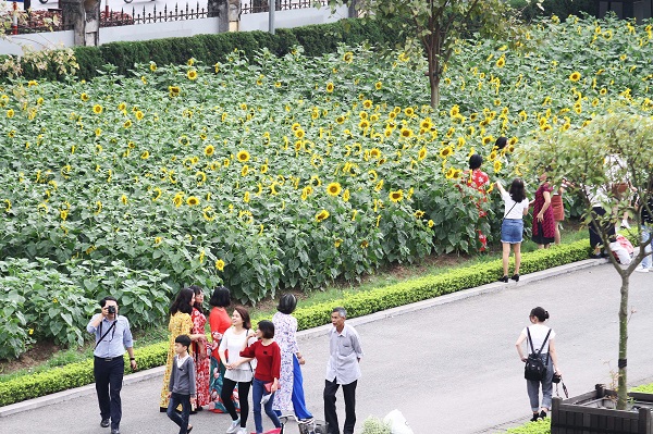 Ảnh: Người dân hào hứng "check in" tại vườn hoa hướng dương giữa lòng Thủ đô dịp cuối tuần - Ảnh 3