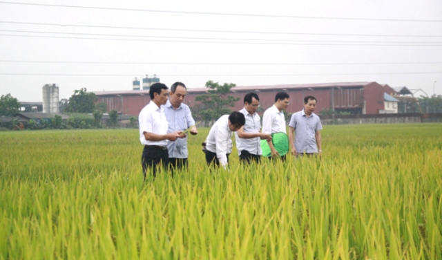 Hà Nội: Chuyển đổi đất lúa cho hiệu quả kinh tế cao gấp 3 - 8 lần - Ảnh 1