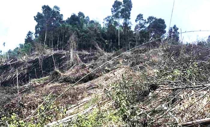 Nghệ An: Phó Chủ tịch UBND xã phá hơn 2,4 ha rừng sản xuất - Ảnh 1