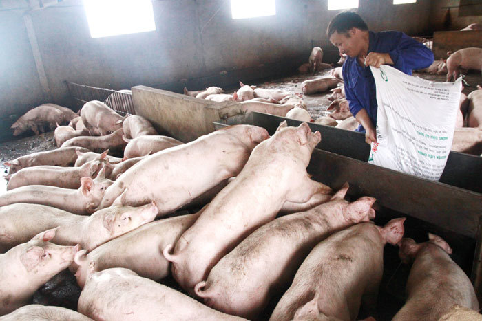 Chăn nuôi lợn nhỏ lẻ giảm dần - Ảnh 1