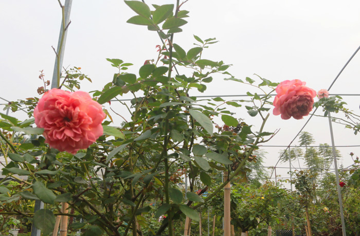 Người sở hữu trên 20.000 gốc hoa hồng quý hiếm tại Hà Nội - Ảnh 11