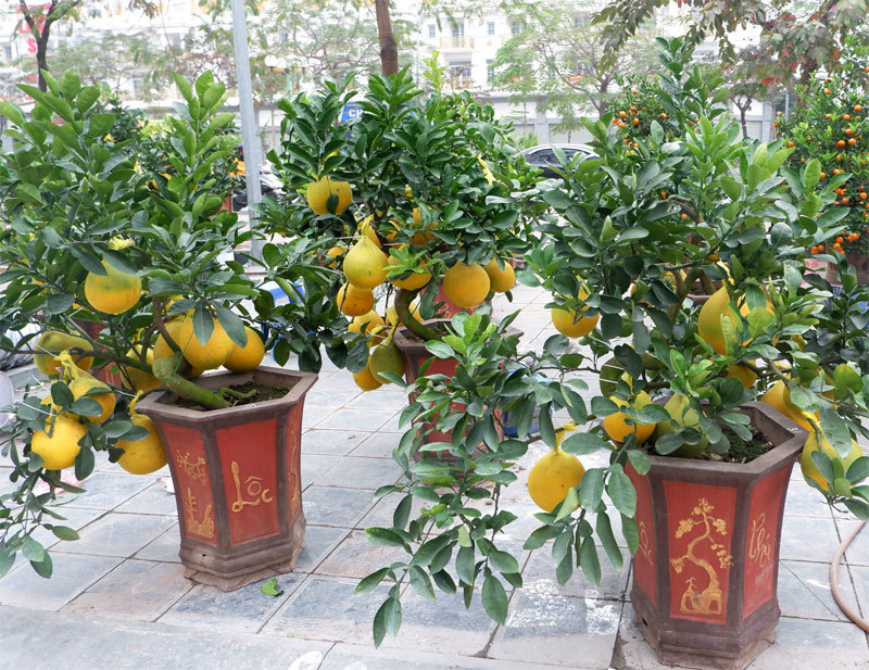 Nhiều khu vực trên địa bàn Hà Nội tổ chức Chợ hoa Xuân - Ảnh 11