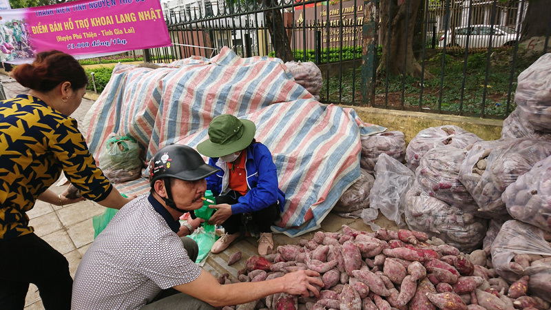 Thanh niên tình nguyện Thủ đô giải cứu khoai lang cho đồng bào Gia Lai - Ảnh 5