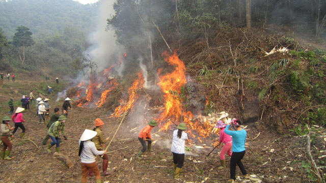 10 tháng, diện tích rừng bị cháy cả nước lên tới gần 2.000ha - Ảnh 1