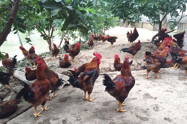 Hà Nội lần đầu tiên tổ chức “Hội thi gà Mía” vào tháng 9/2020 - Ảnh 1