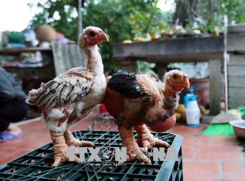 Thụ tinh nhân tạo cho gà Đông Tảo để bảo tồn nguồn giống quý - Ảnh 1