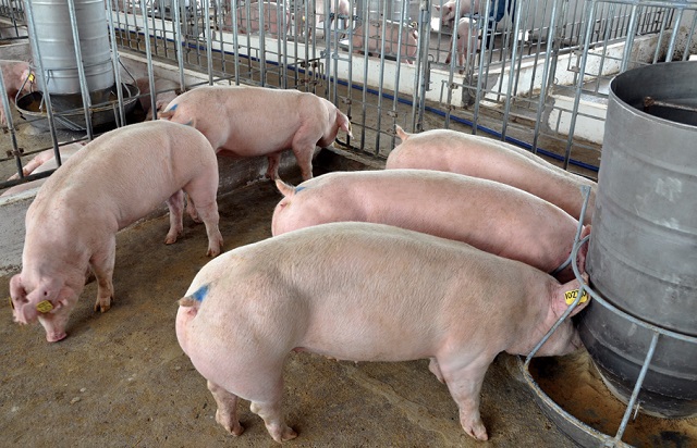 Giá lợn hơi tăng mạnh, vượt mốc 40.000 đồng/kg - Ảnh 1