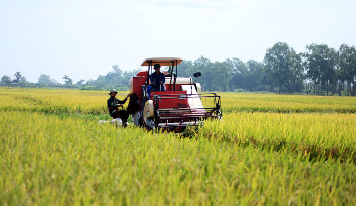 Nguy cơ mất thị trường Trung Quốc: Giải pháp nào cho gạo Việt? - Ảnh 1