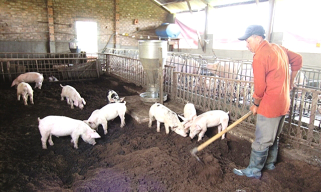 Giám sát chặt việc tái đàn lợn sau dịch - Ảnh 1