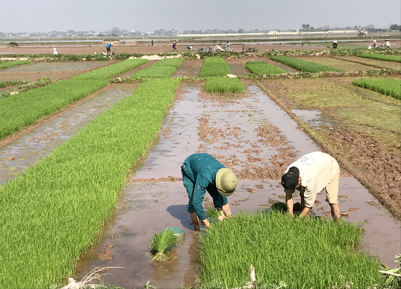 Hà Nội: Nông dân “đội nắng” xuống đồng đầu Xuân - Ảnh 5