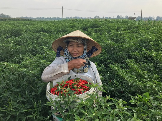 Trúng mùa ớt, nông dân Quảng Ngãi thu lãi hàng chục triệu đồng - Ảnh 2