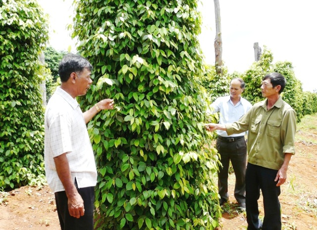 Sản xuất hồ tiêu của Việt Nam chưa bền vững - Ảnh 1