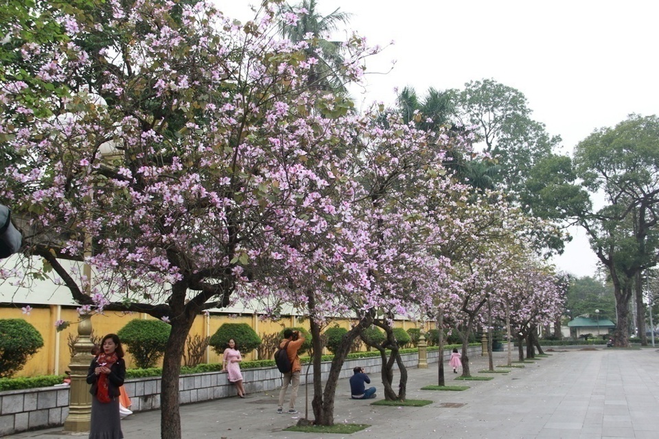 300 cây hoa ban sẽ được trưng bày trong Lễ hội hoa ban ở Hà Nội - Ảnh 3
