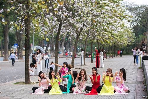 300 cây hoa ban sẽ được trưng bày trong Lễ hội hoa ban ở Hà Nội - Ảnh 1