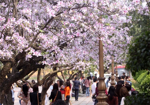 300 cây hoa ban sẽ được trưng bày trong Lễ hội hoa ban ở Hà Nội - Ảnh 2