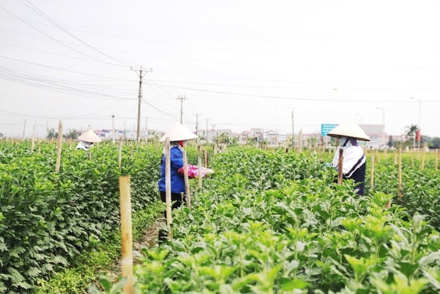 Hà Nội chuyển đổi hiệu quả trên 40.000ha đất nông nghiệp - Ảnh 1