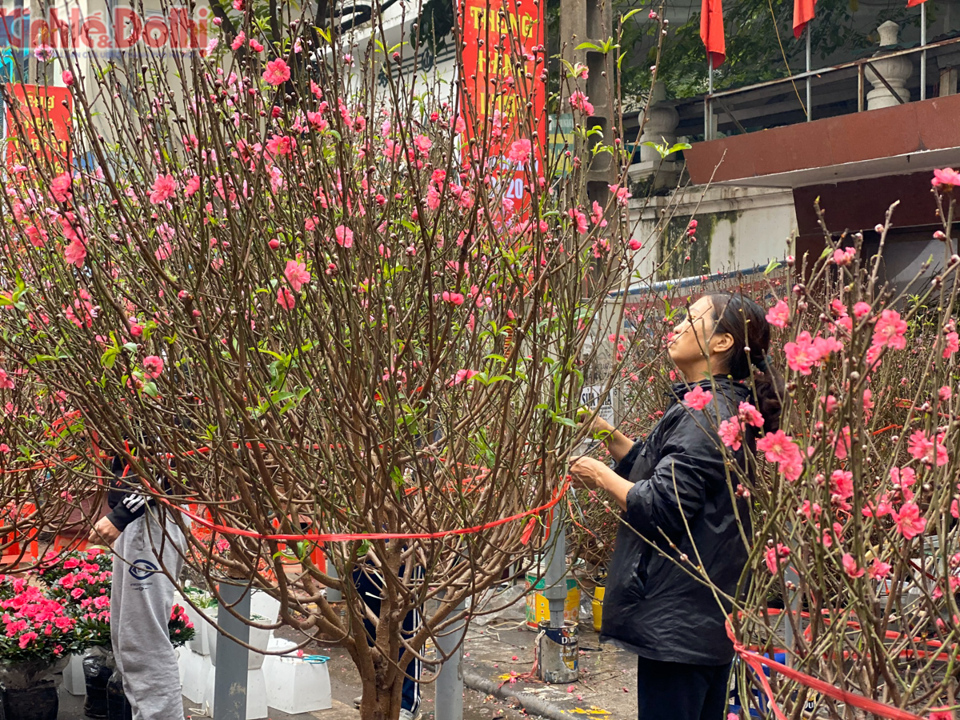 [Ảnh] Chợ hoa lâu năm ở Hà Nội tấp nập những ngày cận Tết Nguyên đán 2020 - Ảnh 5