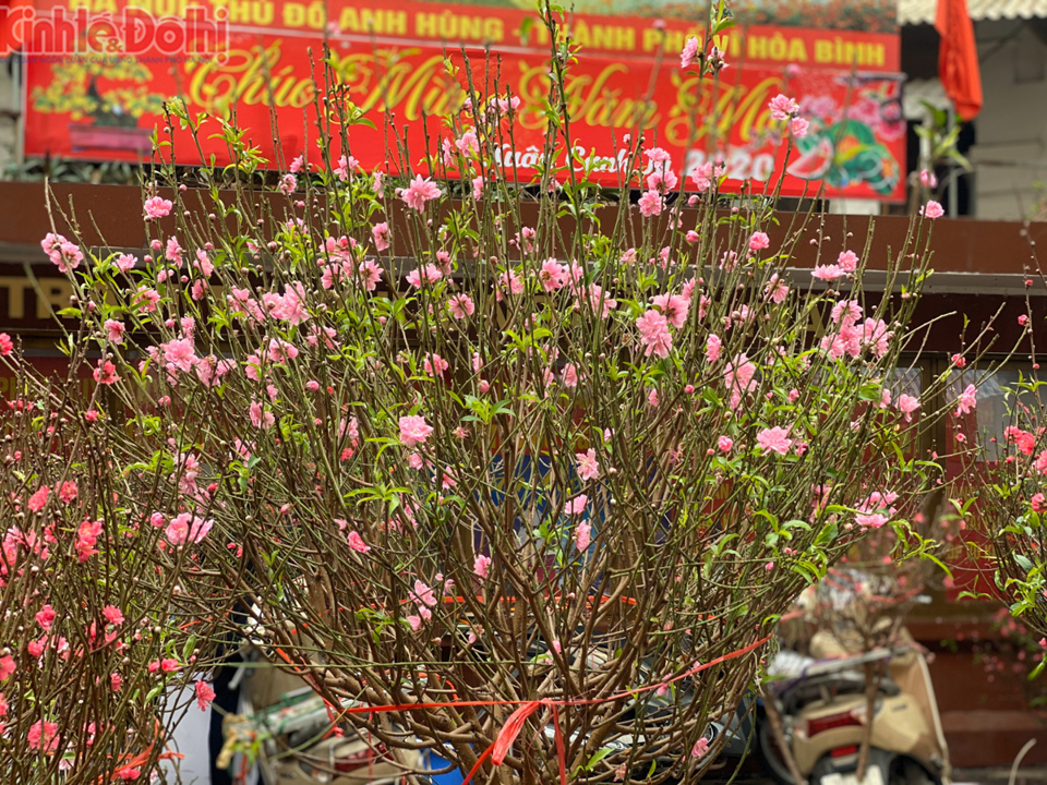 [Ảnh] Chợ hoa lâu năm ở Hà Nội tấp nập những ngày cận Tết Nguyên đán 2020 - Ảnh 7