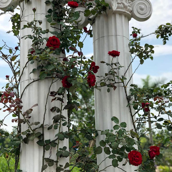 Sắp có công viên hoa hồng 22ha tại Hà Nội - Ảnh 3