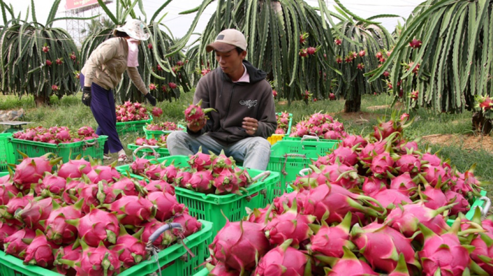 Người Hàn Quốc tại Việt Nam chung tay mở chiến dịch mua hoa quả Việt - Ảnh 1