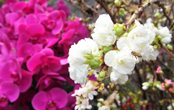 Lễ hội hoa anh đào Nhật Bản - Hà Nội 2019 kéo dài thêm 1 ngày - Ảnh 4
