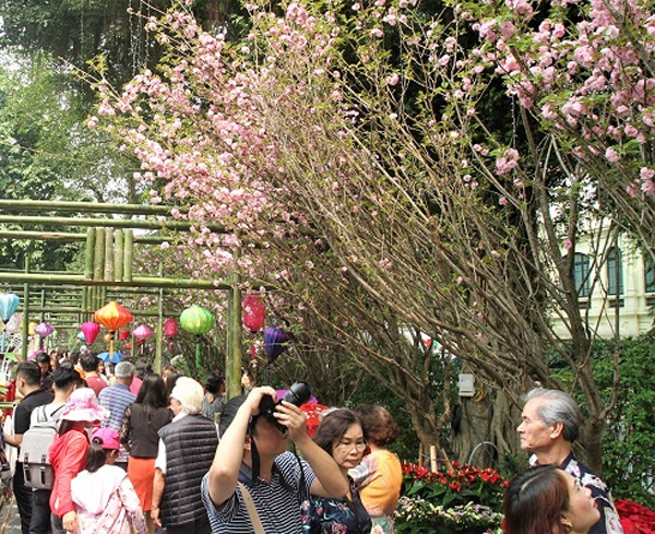 Lễ hội hoa anh đào Nhật Bản - Hà Nội 2019 kéo dài thêm 1 ngày - Ảnh 5