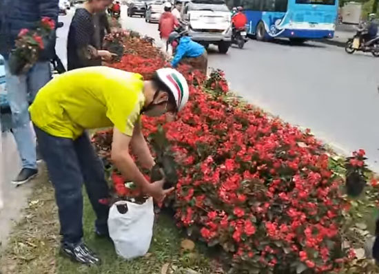 Vụ "hôi hoa" trên đường Kim Mã: Không có chuyện doanh nghiệp cho hoa - Ảnh 1