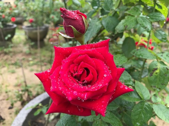 "Thủ phủ" hoa hồng ở Quảng Ngãi - Ảnh 1