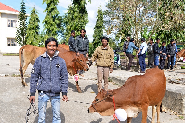 Cô gái Hà Lan trao tặng 80 con bò cho nông dân nghèo tỉnh Lâm Đồng - Ảnh 3