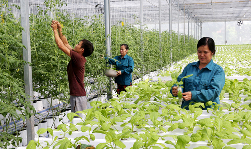 Ngành Nông nghiệp Hà Nội cần tăng trưởng 4,04% trong năm 2020 - Ảnh 1