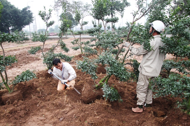 [Ảnh] Sau Tết, nông dân hối hả “hồi sinh” cho quất cảnh - Ảnh 4