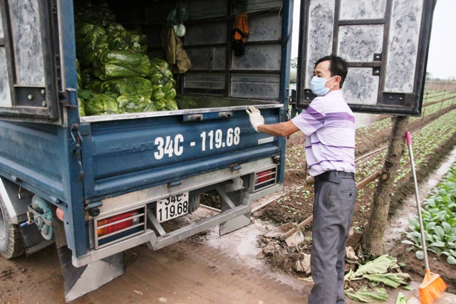 [Ảnh] Nhộn nhịp sản xuất trên vựa rau lớn nhất nhì Hà Nội giữa dịch Covid-19 - Ảnh 6