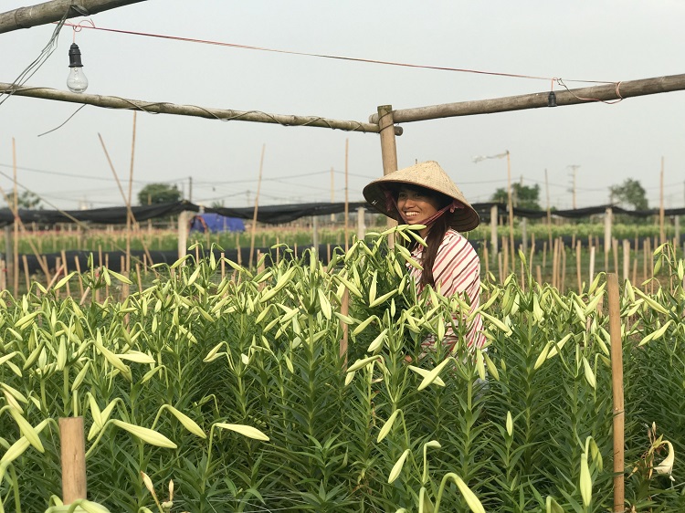 Hà Nội: Hoa loa kèn vào vụ thu hoạch, dân phấn khởi vì được mùa - Ảnh 2