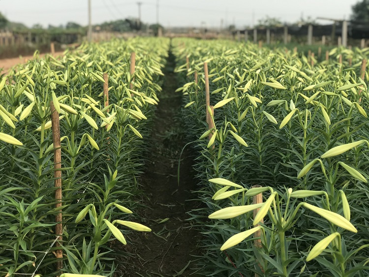 Hà Nội: Hoa loa kèn vào vụ thu hoạch, dân phấn khởi vì được mùa - Ảnh 1