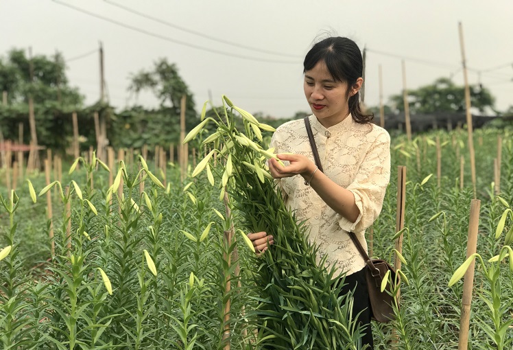 Hà Nội: Hoa loa kèn vào vụ thu hoạch, dân phấn khởi vì được mùa - Ảnh 5