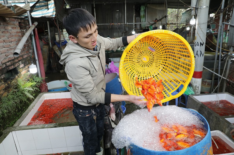 [Ảnh]  Nhộn nhịp chợ cá lớn nhất Hà Nội trước ngày ông Công ông Táo - Ảnh 2