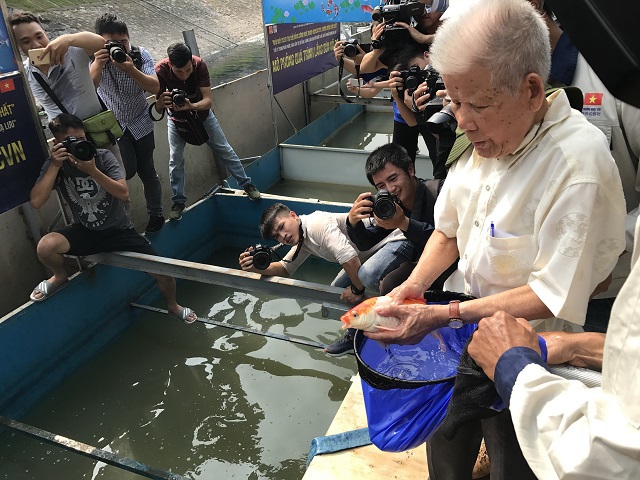 [Ảnh] Hà Nội: Thả cá Koi Nhật Bản xuống nơi thí điểm tại sông Tô Lịch và Hồ Tây - Ảnh 5