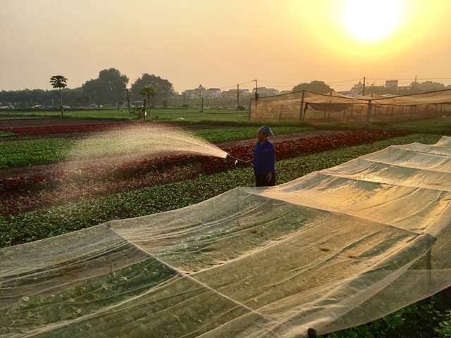 [Ảnh] Tránh nắng nóng hơn 40 độ C, nông dân Hà Nội ra đồng từ 4 - 5 giờ sáng - Ảnh 7