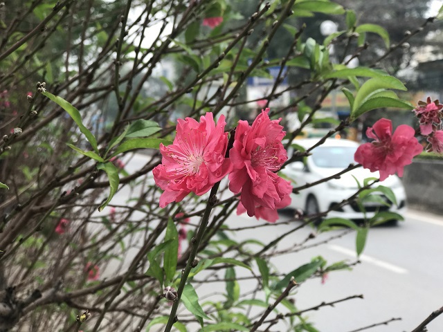 Người dân Thủ đô thích thú ngắm hoa đào nở sớm - Ảnh 8