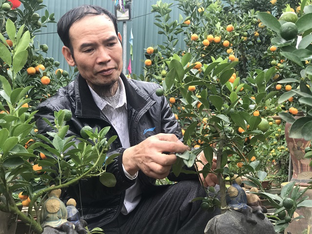 [Ảnh] Độc đáo heo vàng cõng quất bonsai đón Tết Kỷ Hợi 2019 - Ảnh 4