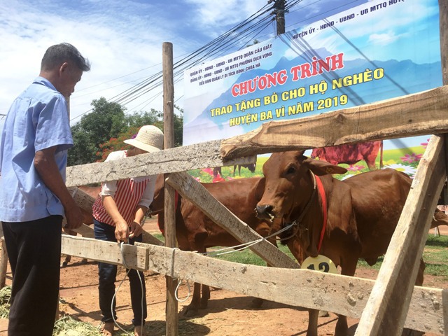 Phường Dịch Vọng (quận Cầu Giấy) tặng bò cho 50 hộ nghèo huyện Ba Vì - Ảnh 4
