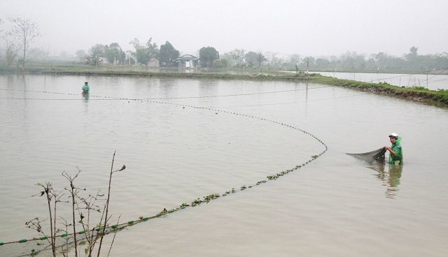 Tập trung phục hồi sản xuất thủy sản sau mưa lũ - Ảnh 1