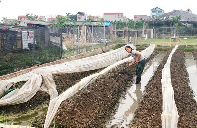 Tránh nắng nóng 40 độ C, nông dân Hà Nội xuống đồng từ 4 - 5h sáng - Ảnh 2