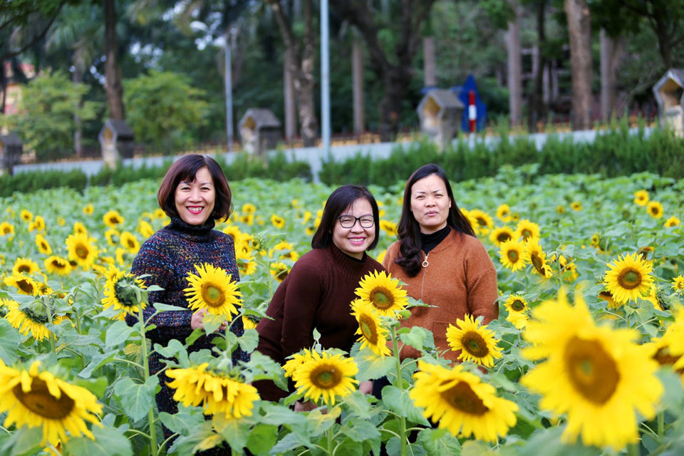 Chiêm ngưỡng vườn hoa hướng dương rực rỡ trong Hoàng Thành Thăng Long - Ảnh 4